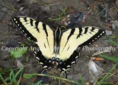 Original ACEO 2.5 x 3.5″ photo fine art print TIGER SWALLOWTAIL butterfly yellow