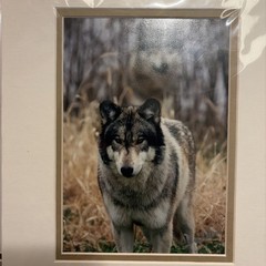 Beautiful Wolf Photograph In Plastic Hand Signed By The Artist