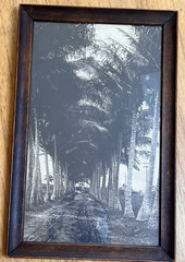 Vintage Framed Sepia Photograph – Historic Coconut Palm Plantation Avenue 17×11