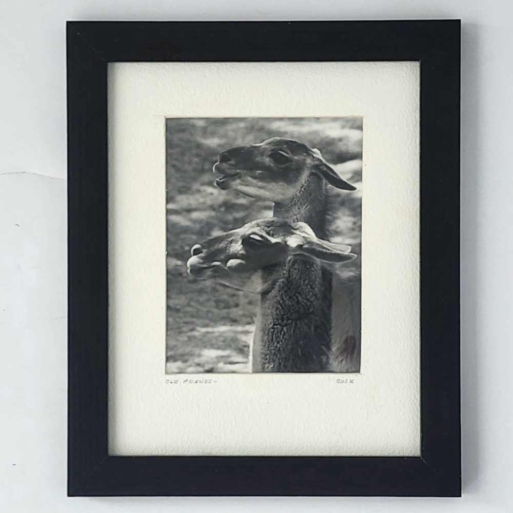 Art Photograph Two Llamas “Old Friends” Signed Rose Arizona Wildlife Photography