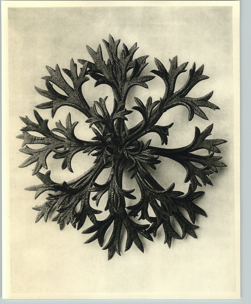 1942 Original BOTANICAL PLANT Saxifraga Flower Photo Art KARL BLOSSFELDT