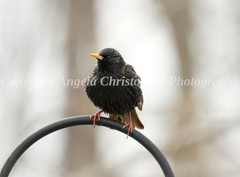 Original ACEO photo fine art print 2.5 x 3.5 inch PUFFED UP STARLING black bird