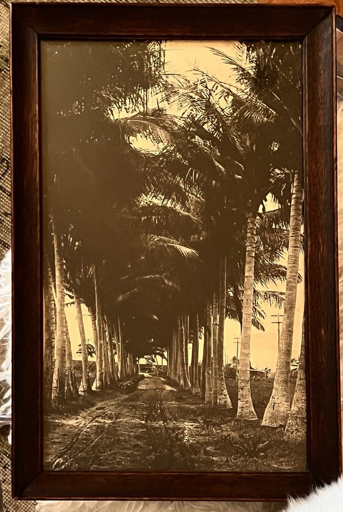 Vintage Framed Sepia Photograph – Historic Coconut Palm Plantation Avenue 17×11