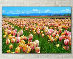 Tulip Field, Oregon Scenic Landscape – Fine Art Photo on Metal, Canvas or Paper