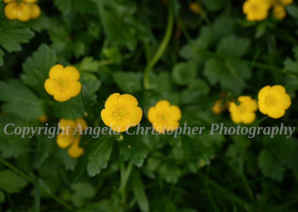 Original ACEO photo fine art print 2.5 x 3.5 inch BUTTERCUPS yellow wildflowers