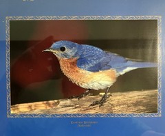 Eastern Bluebird (Sialia sialis) Framed Photo for Helping Minnesota’s Wildlife