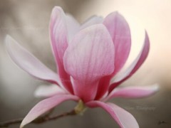 Fushia Pink Tulip Magnolia Photograph Canvas Texture Wall Print Art 24×18