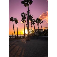Palm Trees Sunset Ventura Beach, California Wall Art Photo Print