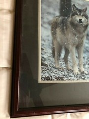 “WOLF EARLY WINTER SNOW” OPEN EDITION FRAMED PHOTOGRAPH BY CHET DOWELL