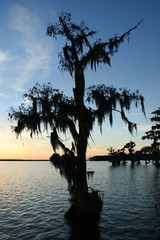 Swamp scenes from around the Lake Verret area in Labadieville, Louisiana.