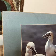 VTG 1982 Art Photography “Gannets Three” Sea Birds Matted Signed Beach Decor