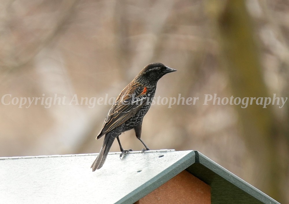 Original ACEO photo fine art print 2.5 x 3.5″ JUVENILE RED-WINGED BLACKBIRD male