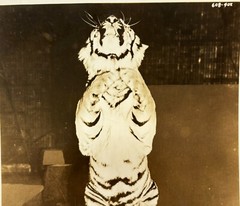 Original RINGLING BROS Circus Standing TIGER PHOTO – Roland Butler Collection