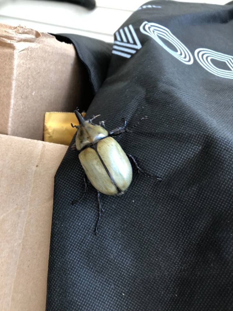 Dynastes tityus – Rhinoceros Beetle 4X6″ Photograph Copy Atlanta B1