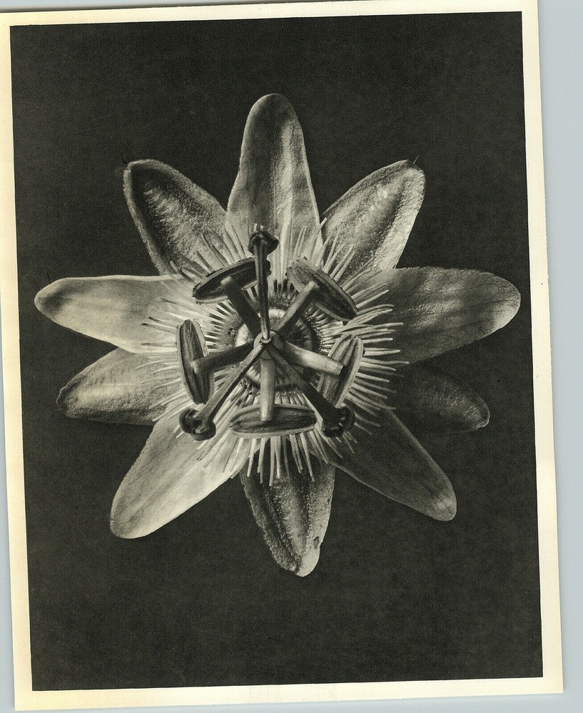 1942 Original BOTANICAL PLANT Passion Flowers Photo Art KARL BLOSSFELDT