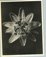 1942 Original BOTANICAL PLANT Passion Flowers Photo Art KARL BLOSSFELDT