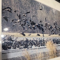 Laurie Eastely “Flyout” Finley Wildlife Refuge Birds 14 x 18 Framed Photograph