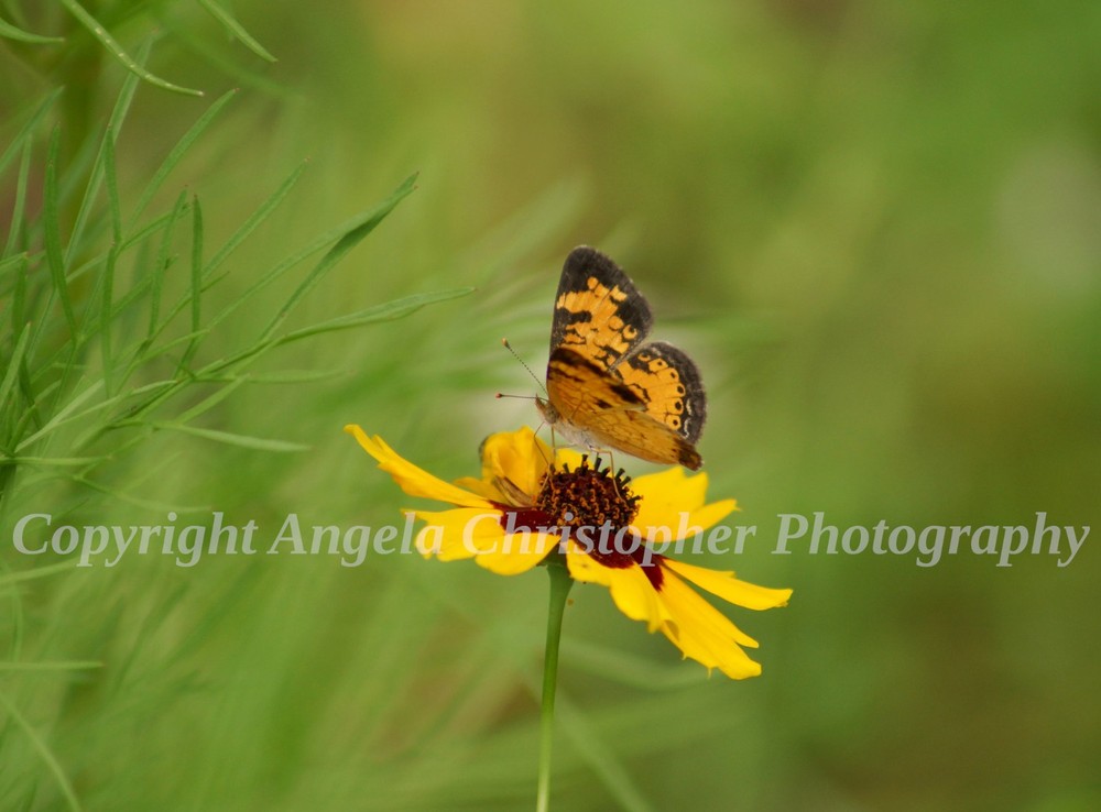 Original ACEO photo fine art print 2.5×3.5″ PEARL CRESCENT ON COREOPSIS flower