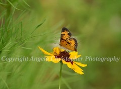 Original ACEO photo fine art print 2.5×3.5″ PEARL CRESCENT ON COREOPSIS flower