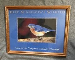 Eastern Bluebird (Sialia sialis) Framed Photo for Helping Minnesota’s Wildlife
