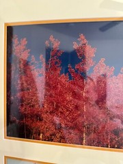 Nicely Framed Set of 2 Photographs of Trees