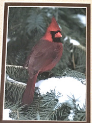 Original Photography of Birds Signed Greg Ledermann Cardinal Blue Jay Goldfinch