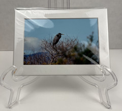 Great Blue Heron Bird Art Photography Matted 7×5 Inch Wildlife Decor Brauer