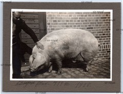 Fürth 1928 – Large Boar Weighs 714 Pounds – Pig – 1920s – Photo 10x7cm