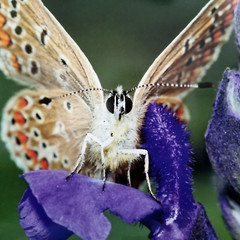 Original Wildlife Photo Metal Print LE Signed COA Common Blue Butterfly 12 x 18