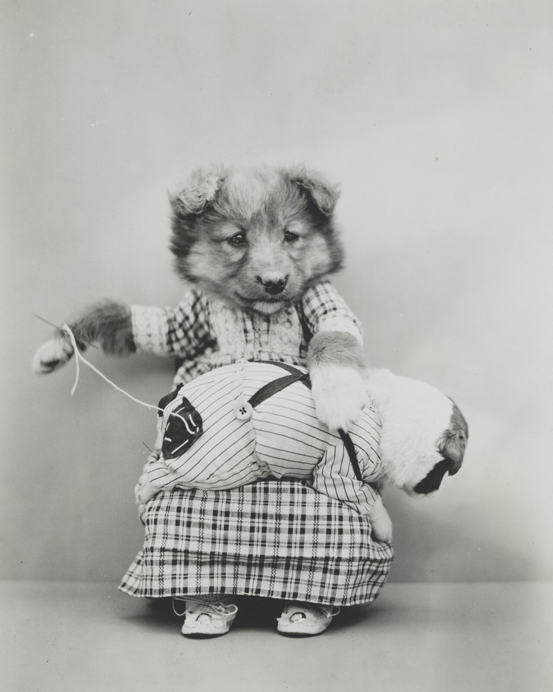 dog puppy pup baby art print Harry Whittier Frees 8×10 vintage photo picture #31
