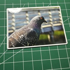 ACEO Photo Print Card 2.5×3.5″ Pigeon, Glossy Laminated