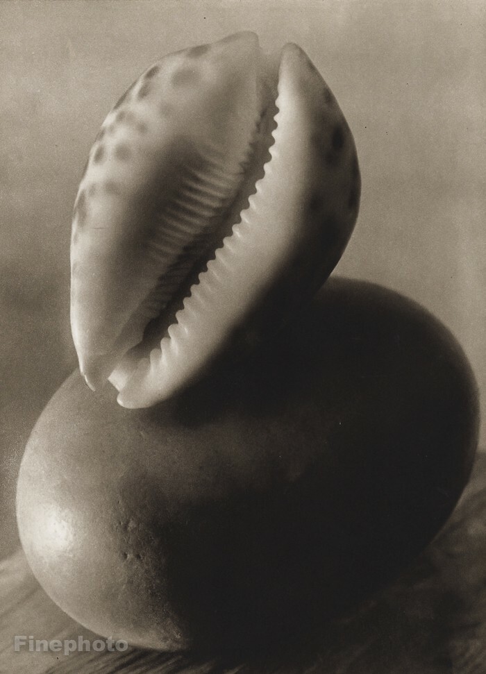 1950 Josef Sudek Still Life Seashell Composition Original Vintage Photo Gravure