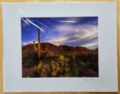 Photograph On Cardboard Frame 14″ X 11″ Southwestern Saguaro Cacti Photo is 9X7