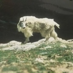 Mountain Goat, Mt. Evans Colorado-Don Urban Original Nature Photography-12″X 16″