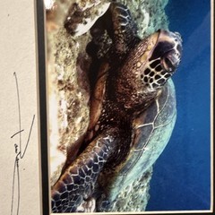 Glenn Poulain Signed Sea Turtle Underwater Color Photograph Print Matted