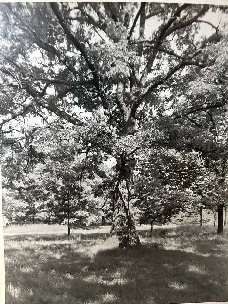 Arthur Gray Standard Oil Photographer Cleveland Ohio Americana Tree In Woods!!!!