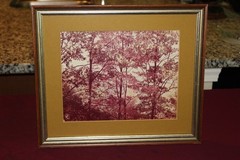 Fine Art Photography Print Towering Red Trees with Leaves 13×12