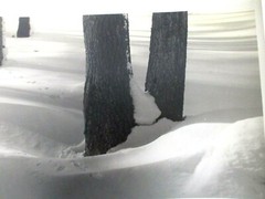 L WHITNEY STANDISH PHOTOGRAPH of TREES w ANIMAL TRACKS IN SNOW VINTAGE ORIGINAL