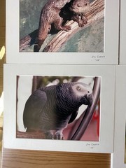 Matted Photographs 11″x 14″ Mixed Lot of 7 Photos Nature, Birds, Animals