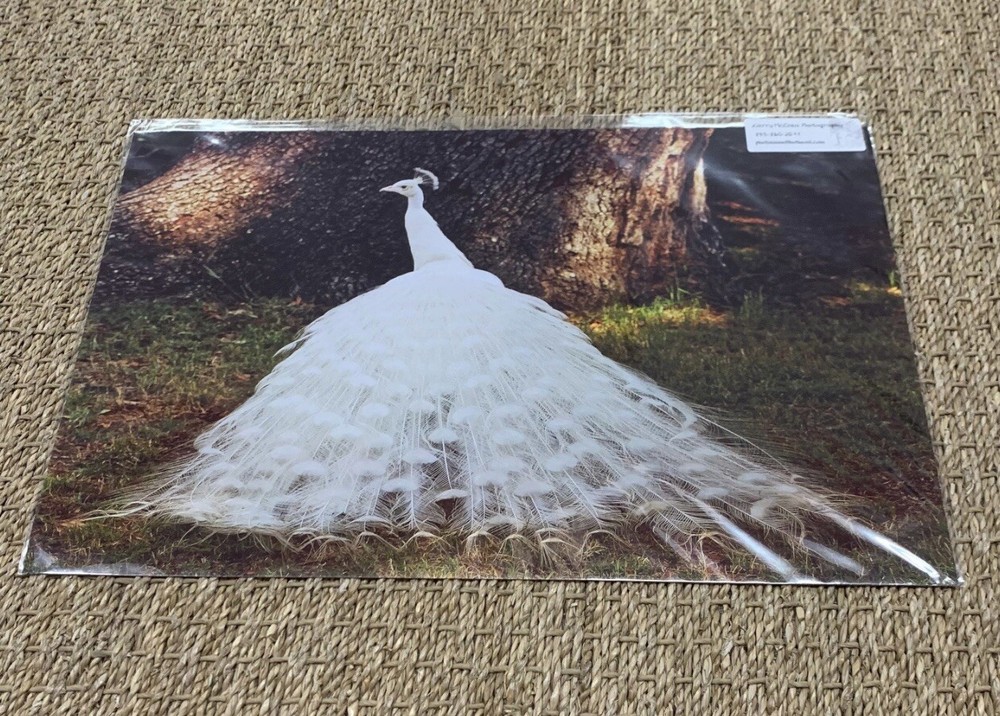 11”x17” “White Peacock” At Magnolia Gardens SC By Larry McCrea Photography.