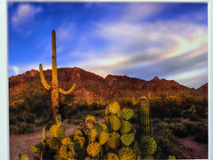Photograph On Cardboard Frame 14″ X 11″ Southwestern Saguaro Cacti Photo is 9X7