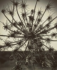 fine art photographs nature