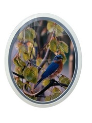 Carl R. Sams II Loon Photo Blue Bird Tree Branch Professionally Framed & Signed