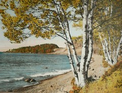 M.J. HUMPHREY, Grand Marais, MN MINNESOTA BIRCHES ON LAKE SUPERIOR HAND TINTED