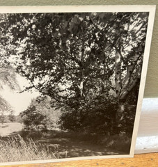 Arthur Gray Standard Oil Photographer Cleveland Ohio Americana Woodland Path Wow