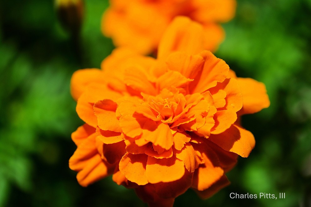 photo art flowers