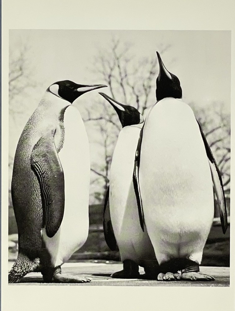 Royal Penguins c. 1950 Fotofolio Art Print Card Photo By Ylla (1911-1955)