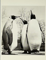 Royal Penguins c. 1950 Fotofolio Art Print Card Photo By Ylla (1911-1955)