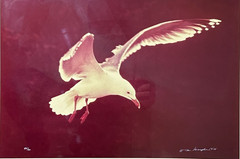 Thomas Mangelsen Signed Photo 1978 Seagull Flight LE #494/500 Framed 29″ x 25″