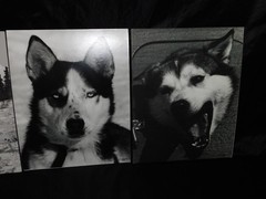 Alaska Iditarod Dog Sled Race 1985 Jim Brown Signed Mounted Set 6 Photos